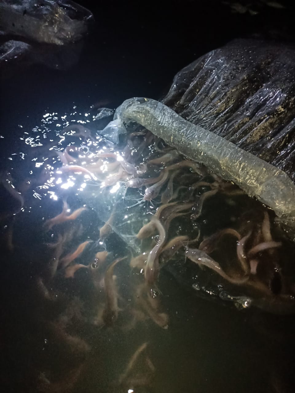 PELEPASAN BIBIT IKAN LELE DI KOLAM KETAPANG DESA PERKEBUNAN BUNGARA